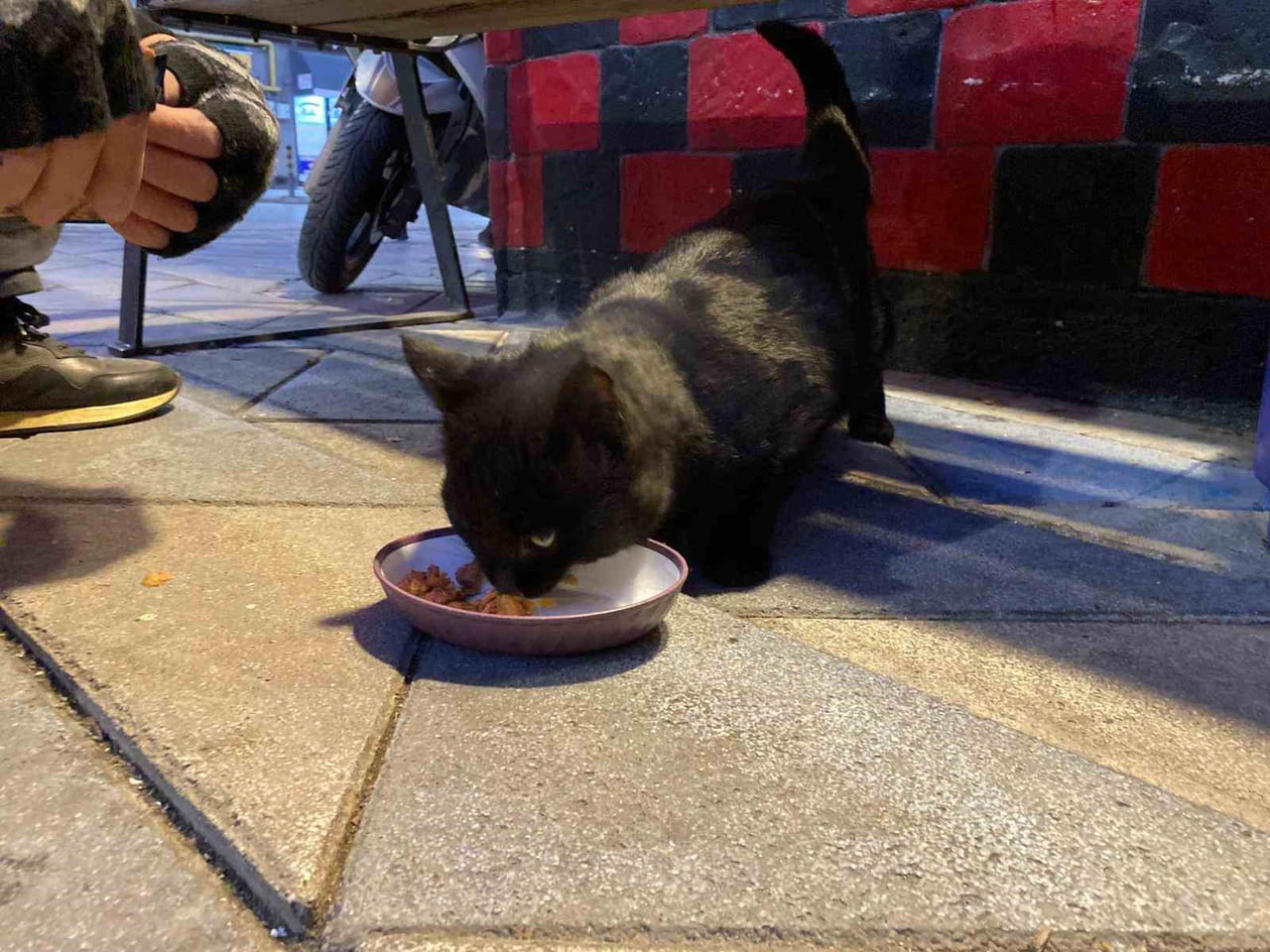 ESKİŞEHİR'DE HAYVANSEVER TAKSİCİ ESNAFI, DURAK ÇEVRESİNDEKİ SOKAK HAYVANLARINI KENDİ CEPLERİNDEN...