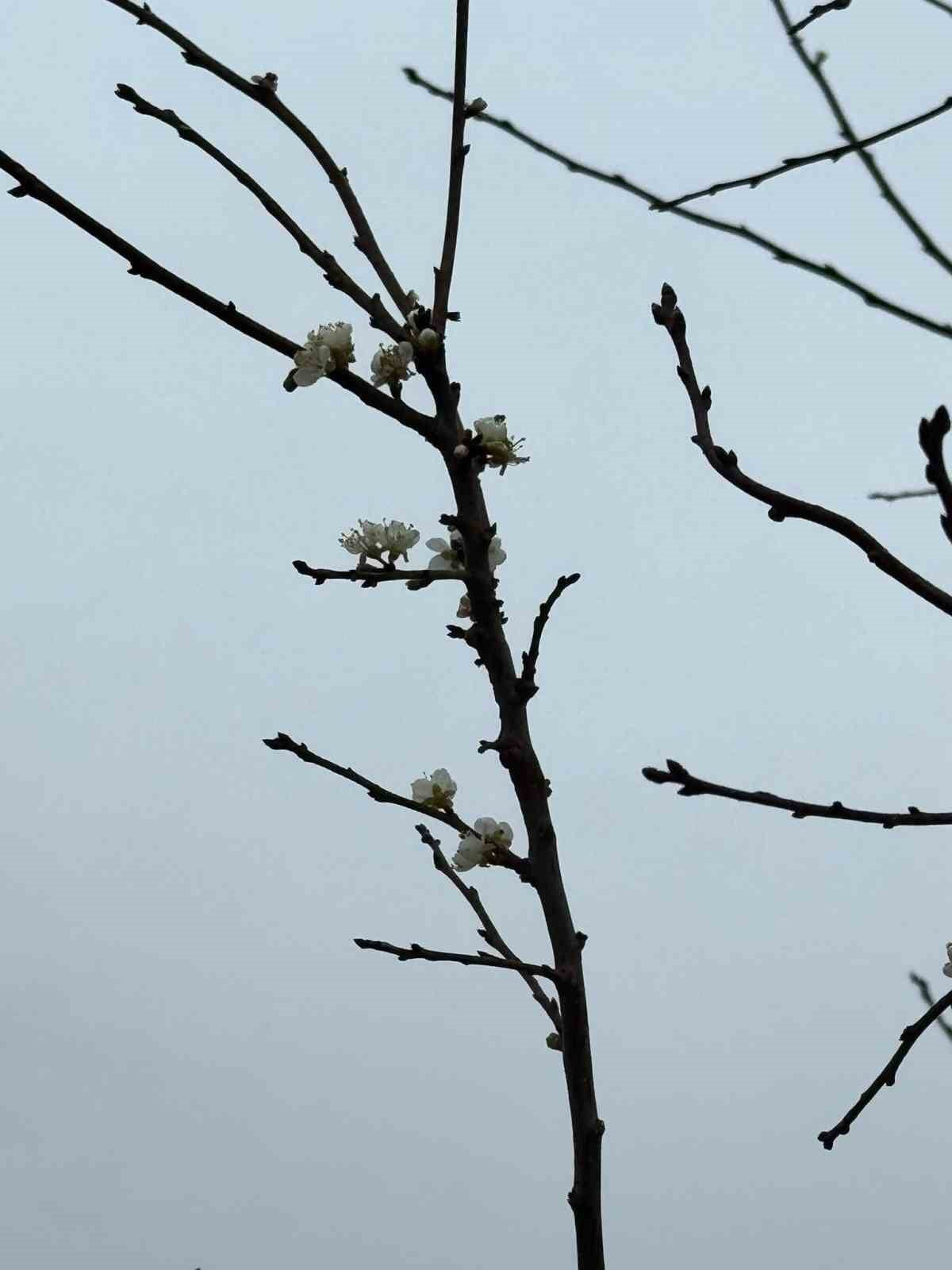 ESKİŞEHİR’İN MİHALIÇÇIK İLÇESİNDE GÜNEŞE ALDANAN BİR KAYISI AĞACININ DALLARI GÜNEŞE ALDANIP...