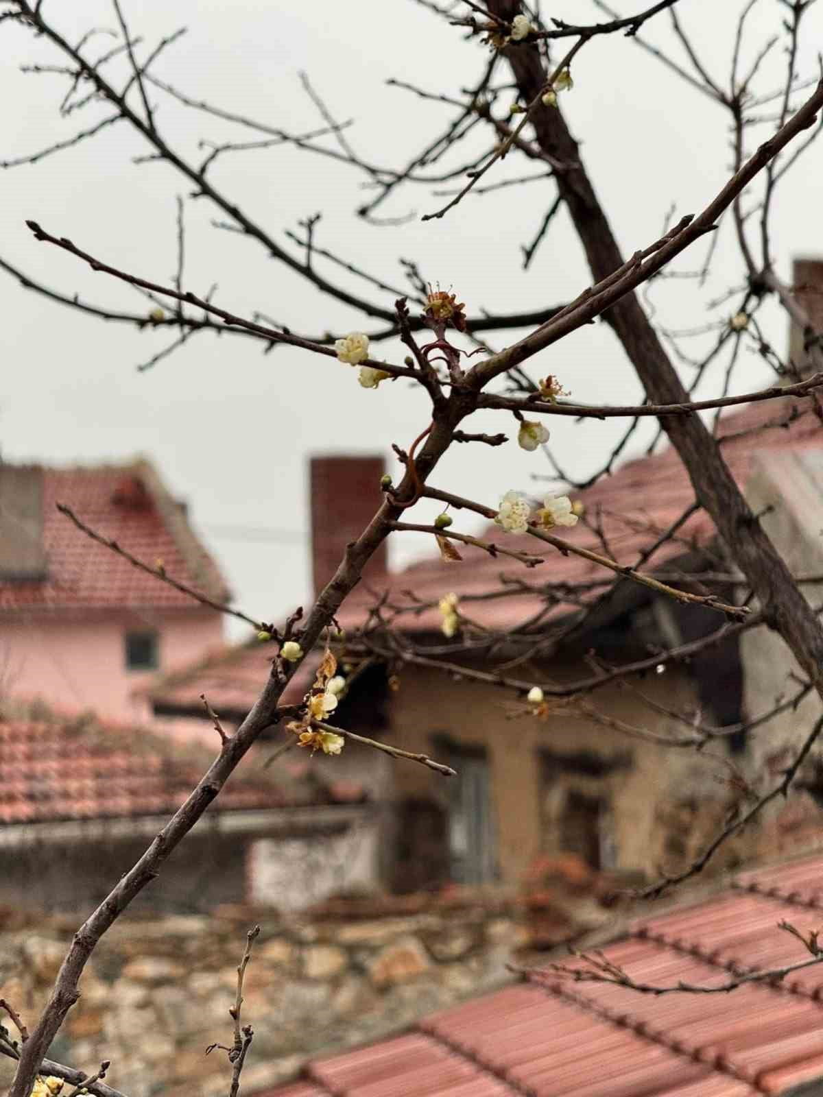 ESKİŞEHİR’İN MİHALIÇÇIK İLÇESİNDE GÜNEŞE ALDANAN BİR KAYISI AĞACININ DALLARI GÜNEŞE ALDANIP...