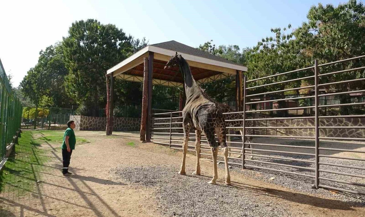 GAZİANTEP DOĞAL YAŞAM PARKI'NIN MASKOTU ZÜRAFA "ŞAKİR" ÖLDÜ (ARŞİV)
