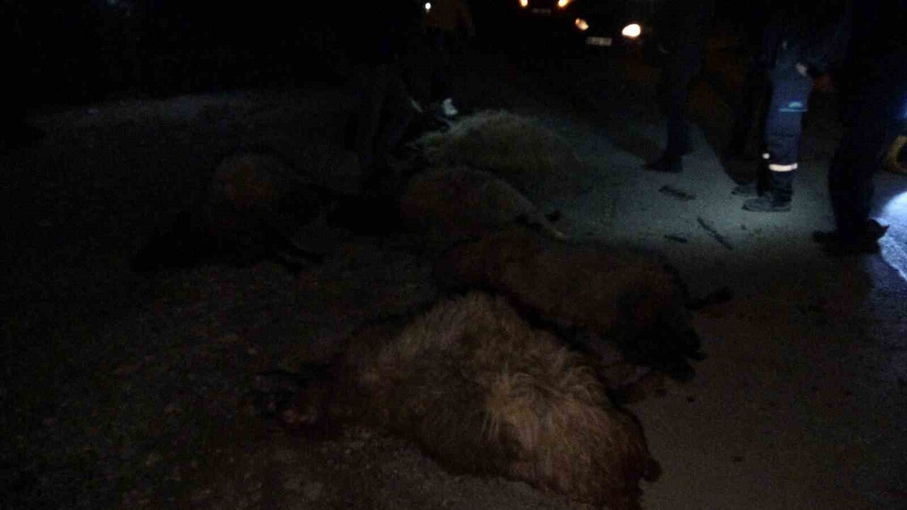 HAFİF TİCARİ ARAÇ SÜRÜYE DALDI, 10'DAN FAZLA KOYUN TELEF OLDU