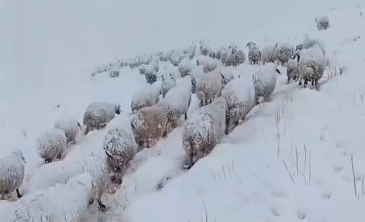 HAKKARİ'NİN YÜKSEKOVA İLÇESİNDE ANİDEN BASTIRAN KAR YAĞIŞINA YAKALANAN KOYUN SÜRÜSÜ, ZORLU BİR...