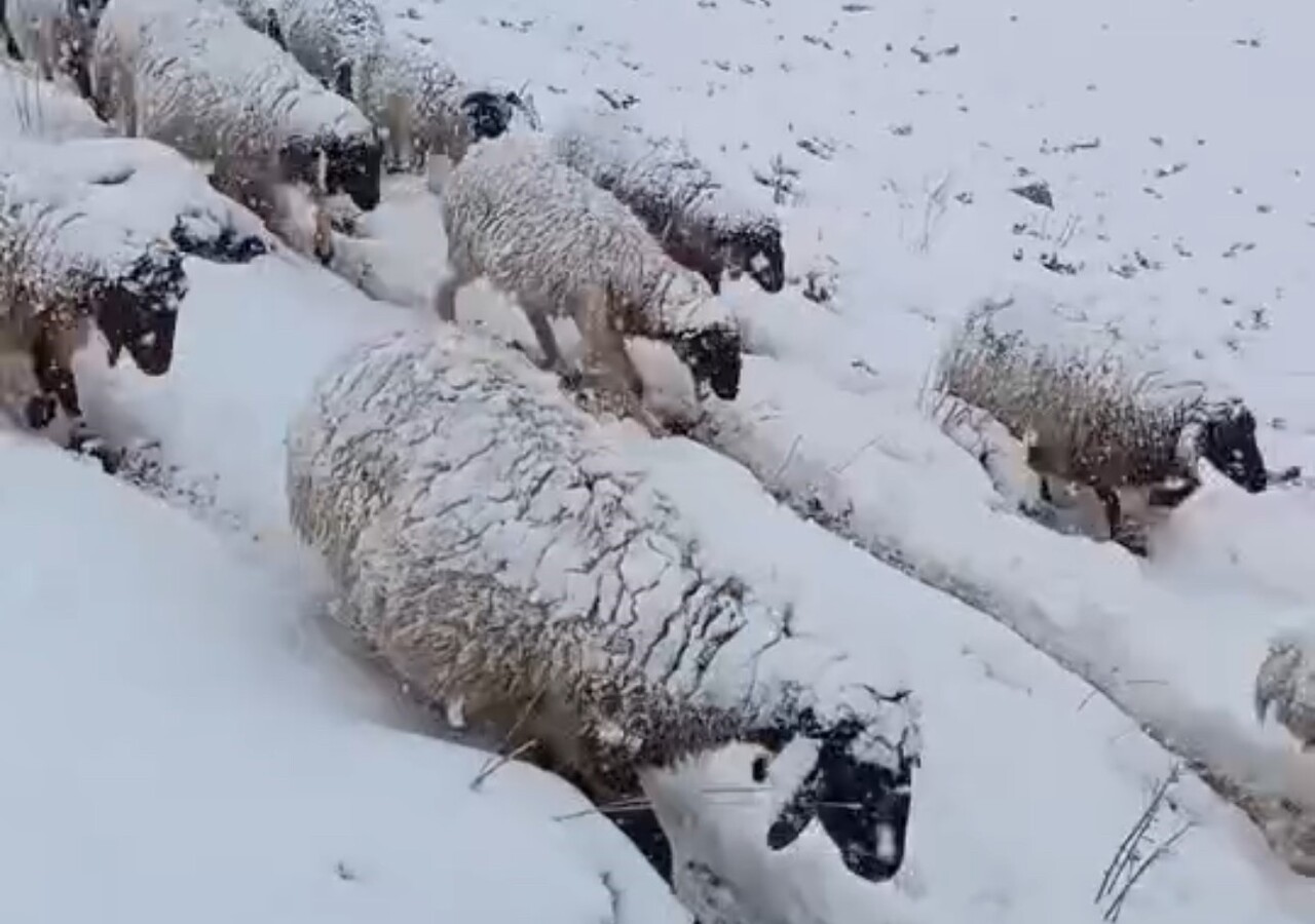 HAKKARİ'NİN YÜKSEKOVA İLÇESİNDE ANİDEN BASTIRAN KAR YAĞIŞINA YAKALANAN KOYUN SÜRÜSÜ, ZORLU BİR...