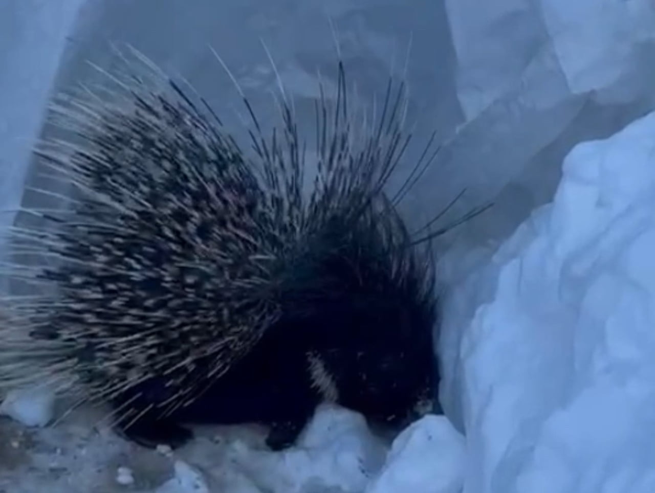 HAKKARİ’NİN YÜKSEKOVA İLÇESİNDE, NESLİ TÜKENME TEHLİKESİ ALTINDA OLDUĞU İÇİN KORUMA KATEGORİSİNDE...