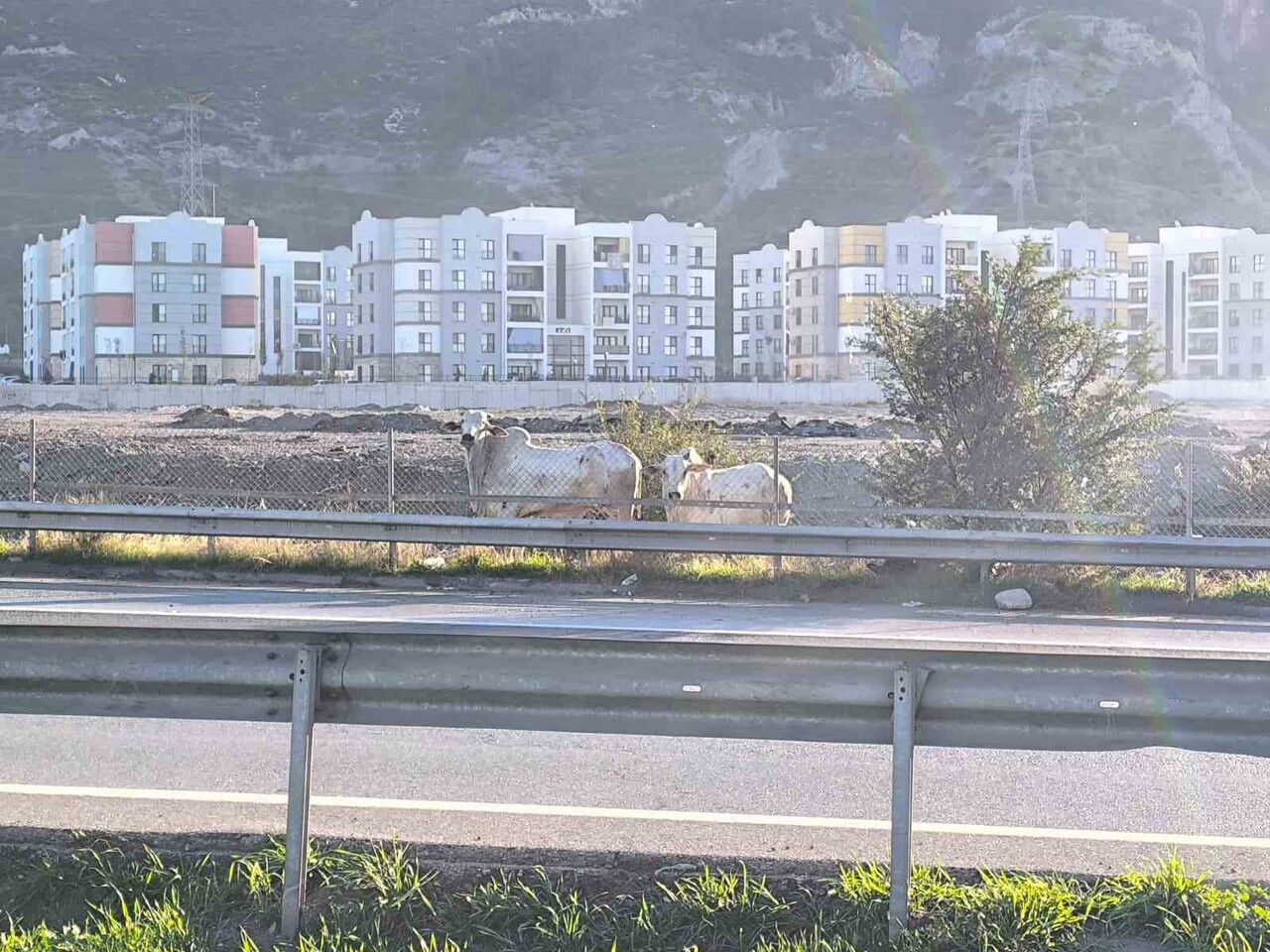 HATAY'DA 2 KİŞİNİN CAN VERDİĞİ KAZADA TIRDAN KAÇAN ANGUSLAR ŞEHİR TURUNA ÇIKTI. ZAMAN ZAMAN KORKU...