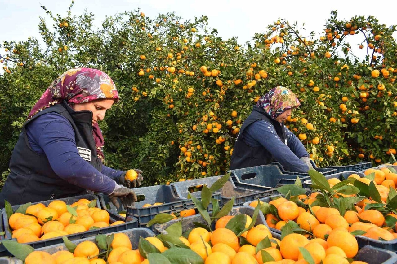 HATAY BÜYÜKŞEHİR BELEDİYESİ, TARLA FİYATI 2 TL’YE KADAR DÜŞEN VE MALİYETİ SEBEBİYLE DALDA ÇÜRÜMEYE...