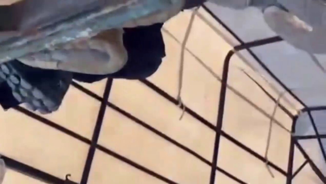 HATAY’DA YURT DIŞINA KAÇABİLME UMUDUYLA YOLA ÇIKAN 4 GÖÇMEN, POLİS EKİPLERİNİN ARAMA YAPTIĞI...