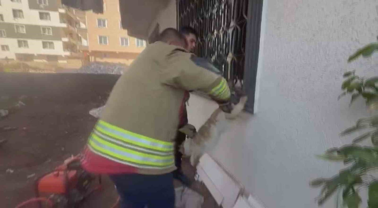 HATAY’IN KIRIKHAN İLÇESİNDE PENCERE KORKULUĞUNDA MAHSUR KALAN KEDİ, İTFAİYE EKİPLERİ TARAFINDAN...