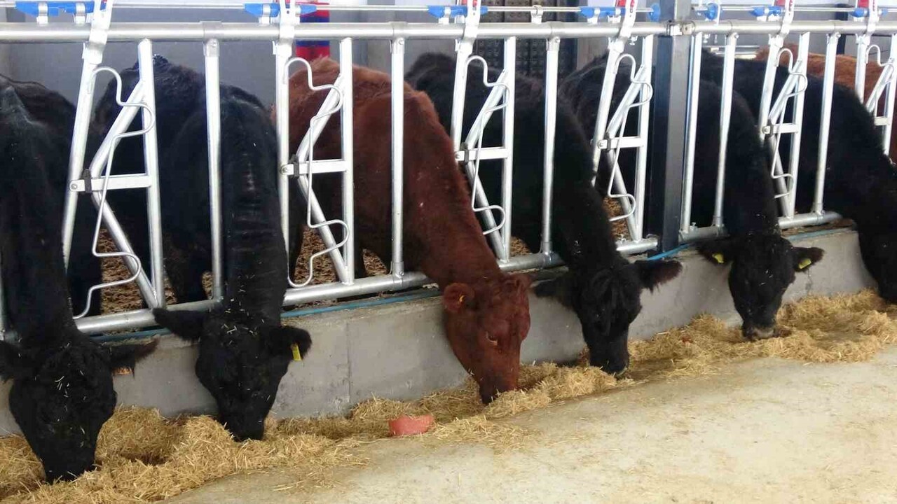 HAYVANCILIĞA DESTEK PROJESİNE BAŞVURU YAPARAK DESTEK ALMAYA HAK KAZANAN ÜRETİCİ VE VETERİNER HEKİM...