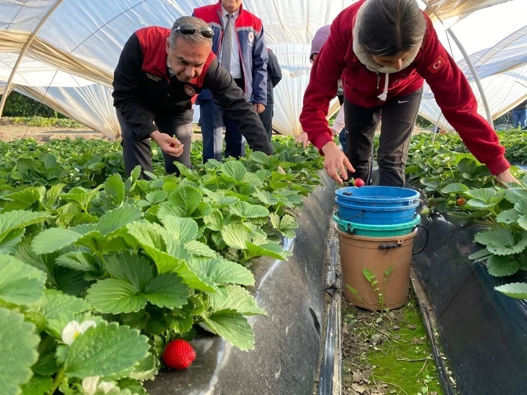 HOŞ KOKUSU, YOĞUN AROMASI VE PARLAK KIRMIZI RENGİYLE ÖNE ÇIKAN COĞRAFİ İŞARETLİ SULTANHİSAR...