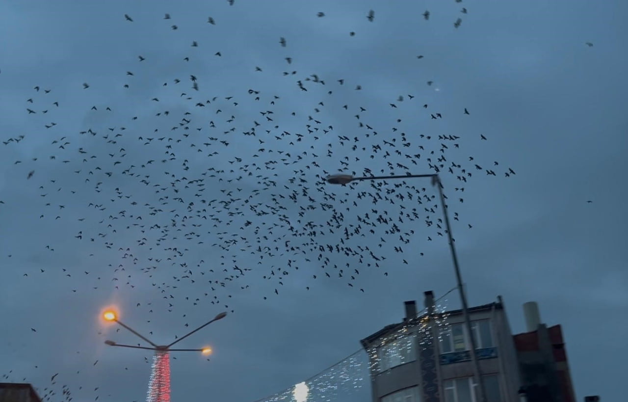 İLÇE MERKEZİNDE BİR ANDA ORTAYA ÇIKAN VE ADETA GÖKYÜZÜNÜ İSTİLA EDEN KARGALAR, DİKKAT ÇEKİCİ...