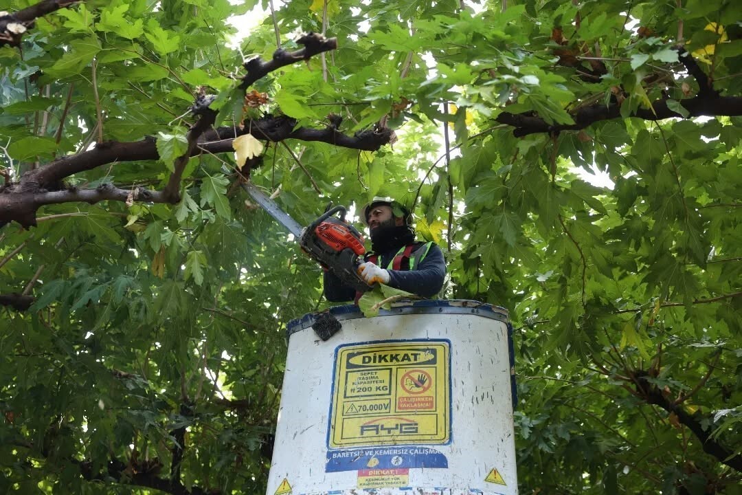 İNCİRLİOVA SEVGİ YOLU’NDAKİ AĞAÇLARA BAKIM
