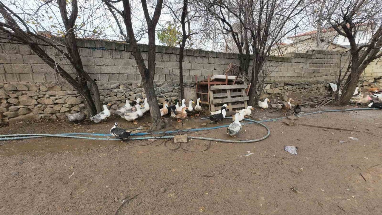 İSTANBUL’DAN MEMLEKETİ YOZGAT’IN ŞEFAATLİ İLÇESİNE DÖNEN HASAN ŞAHAN, KANATLI HAYVAN...