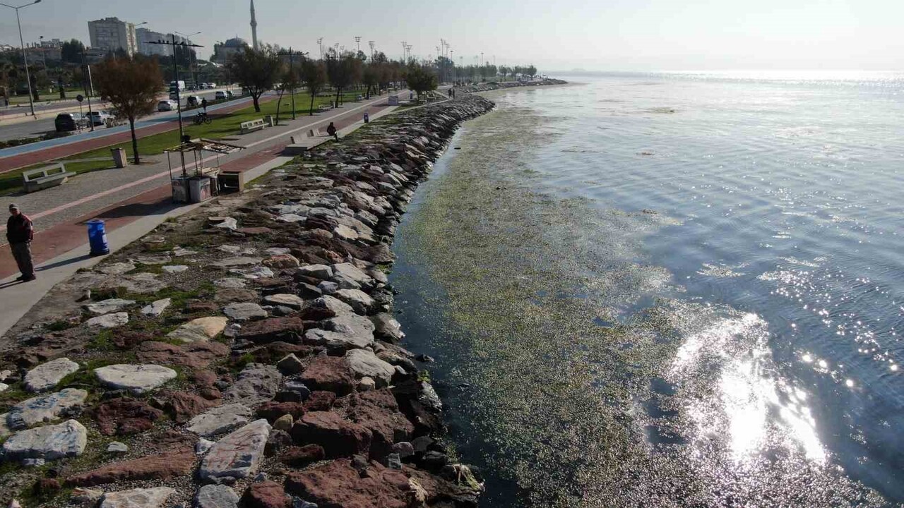 İZMİR’İN KARŞIYAKA İLÇESİ BOSTANLI SAHİLİNDE DENİZ YÜZEYİ, "DENİZ MARULU" OLARAK BİLİNEN YEŞİL...