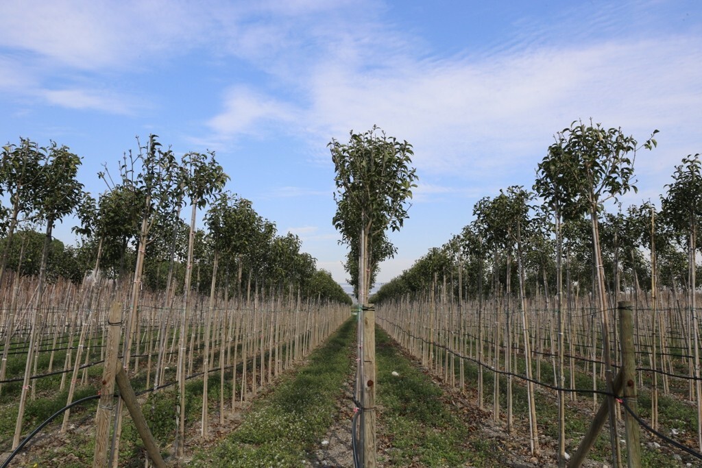 İZMİR ORMAN GENEL MÜDÜRLÜĞÜ BÜNYESİNDE BULUNAN MANİSA'DAKİ MURADİYE ORMAN FİDANLIĞI MÜDÜRLÜĞÜNDE...