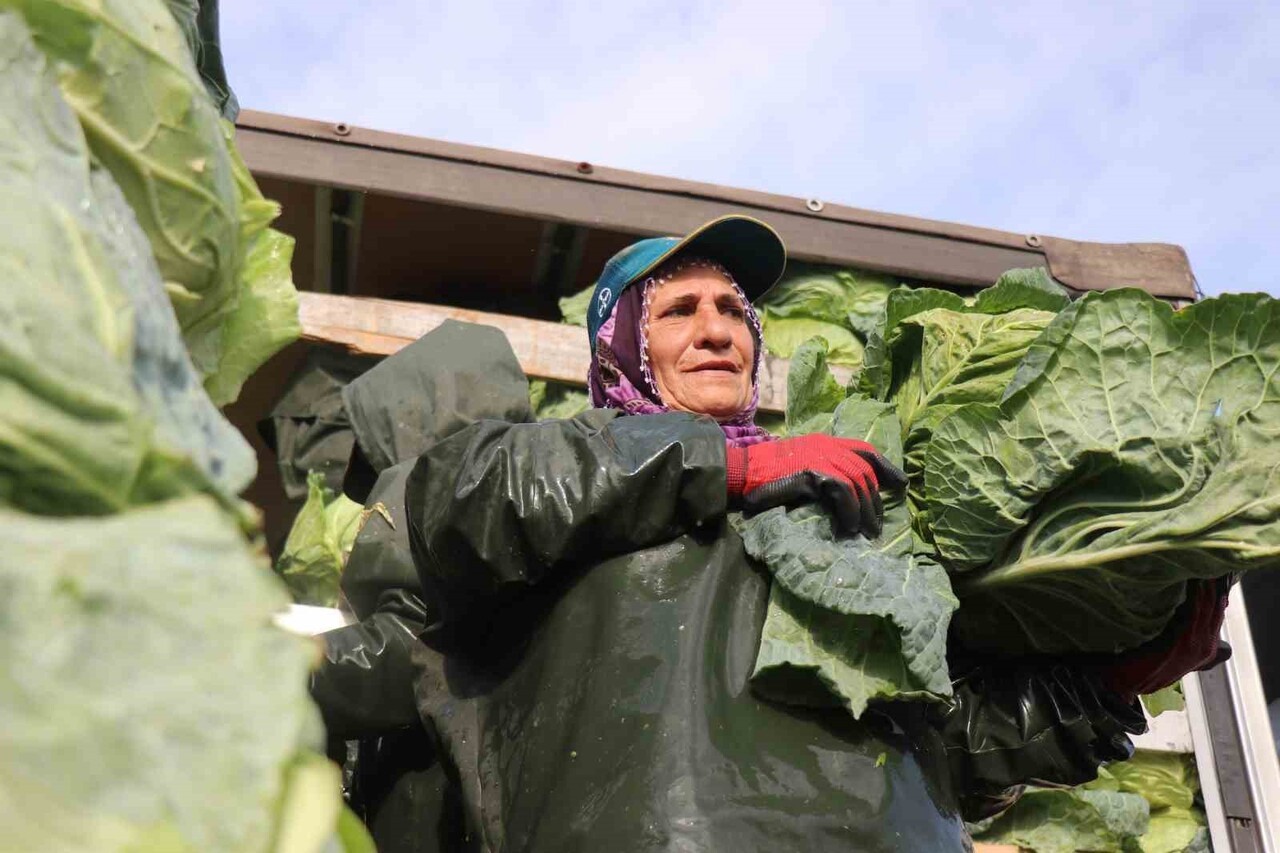 KADINLAR, TOPLADIKLARI SEBZE VE MEYVELERİ RÖMORKLARA YÜKLEYEREK SEVKİYATA HAZIR HALE...