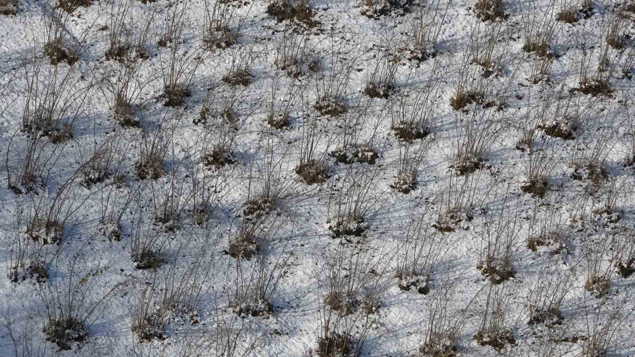 KAR ALTINDA KALAN FINDIK BAHÇESİ