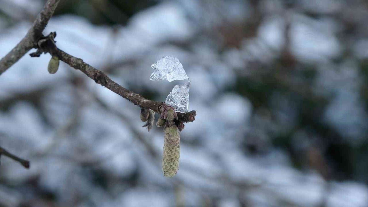 KAR ALTINDA KALAN FINDIK DALI