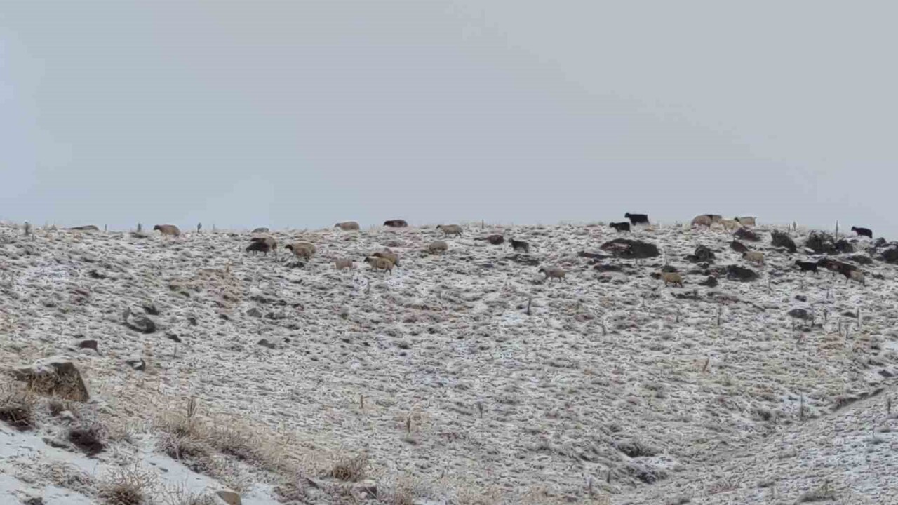 KAR YAĞIŞINA RAĞMEN KÜÇÜKBAŞ HAYVANLAR DAĞLIK ALANLARDA OTLATILMAYA DEVAM EDİYOR