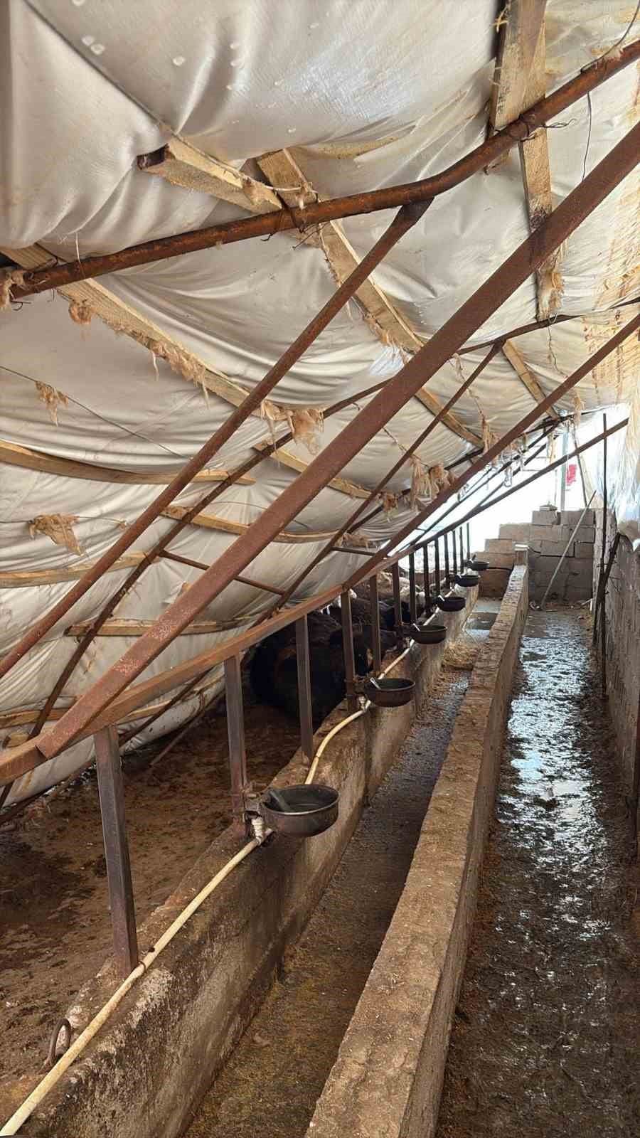 KARABÜK’TE ETKİLİ OLAN YOĞUN KAR YAĞIŞI NEDENİYLE ÜZERİ ÇADIRLA KAPLI AHIRLAR ÇÖKTÜ. MERKEZ İLÇEDE...