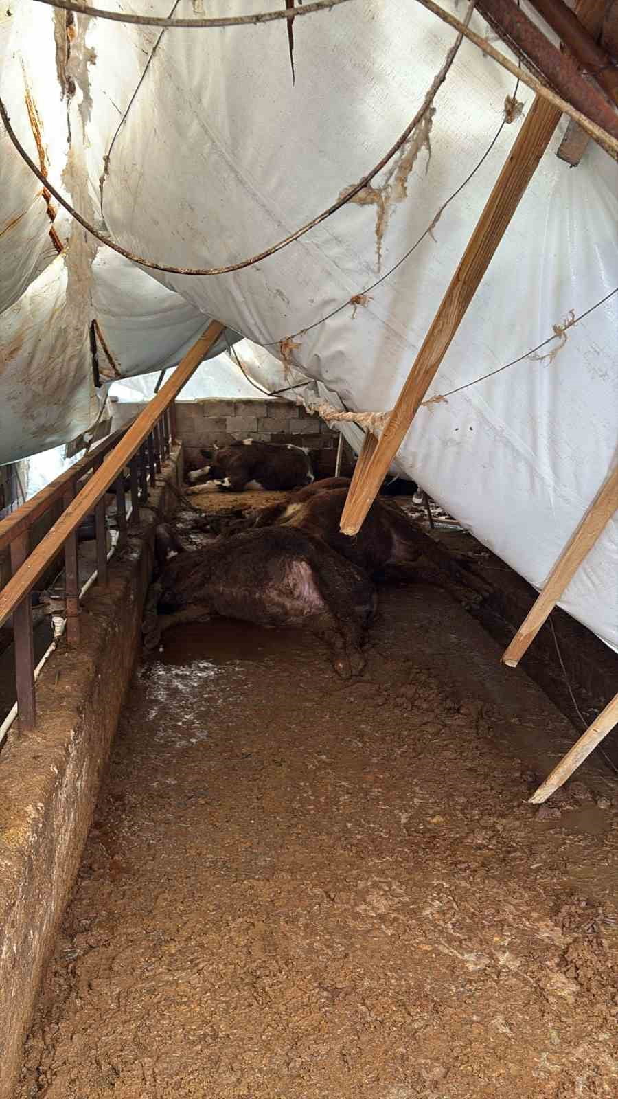 KARABÜK’TE ETKİLİ OLAN YOĞUN KAR YAĞIŞI NEDENİYLE ÜZERİ ÇADIRLA KAPLI AHIRLAR ÇÖKTÜ. MERKEZ İLÇEDE...