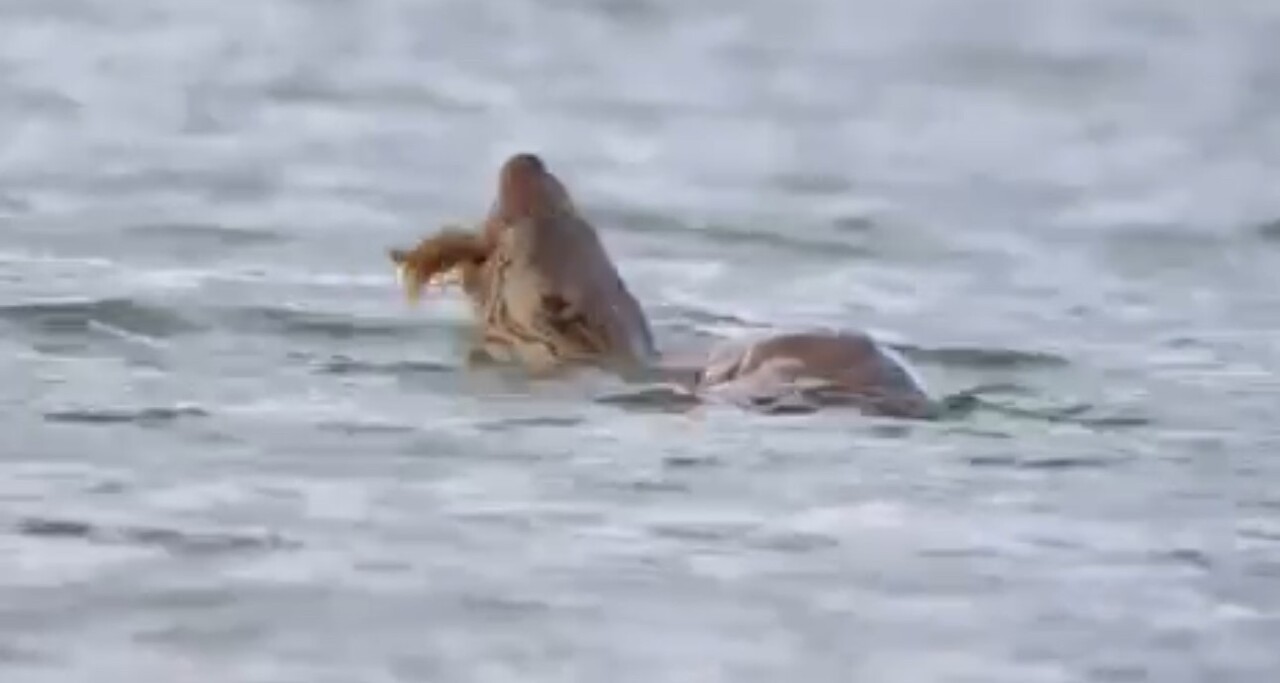 KARABÜK’ÜN EFLANİ İLÇESİNDE NESLİ TÜKENME TEHLİKESİ ALTINDA BULUNAN SU SAMURU, GÖLETTE AVLADIĞI...