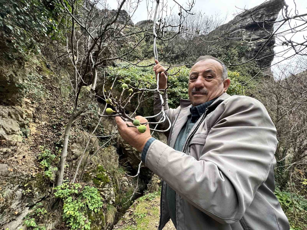 KARABÜK’ÜN SAFRANBOLU İLÇESİNDE ARALIK AYINDA BİR İNCİR AĞACININ MEYVE VERMESİ...