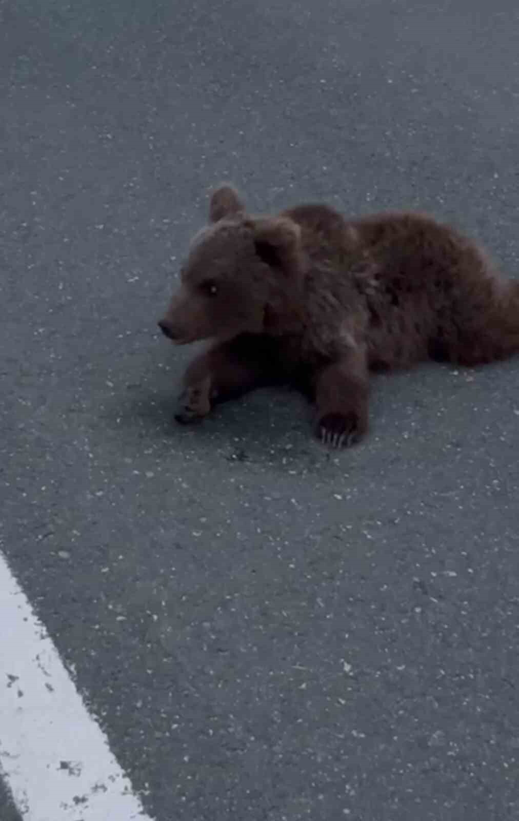 KARABÜK’ÜN SAFRANBOLU İLÇESİNDE KARA YOLUNDA YARALI HALDE BULUNAN YAVRU, DOĞA KORUMA VE MİLLİ...