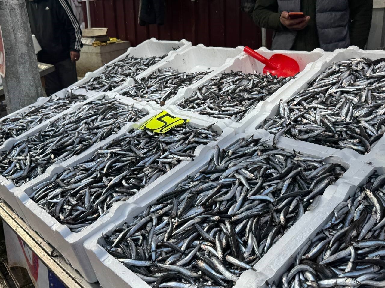 KARADENİZ’DE SEZON BAŞINDA BOL MİKTARDA AVLANAN VE TEZGAHLARDA 50 LİRAYA KADAR DÜŞEN HAMSİNİN...