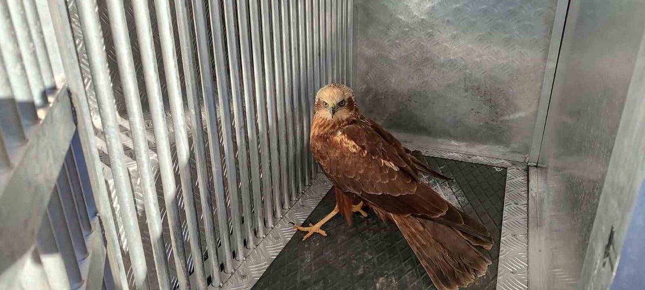 KARAMAN'DA YARALI VE BİTKİN HALDE BULUNAN KIZIL ŞAHİN KORUMA ALTINA ALINDI.