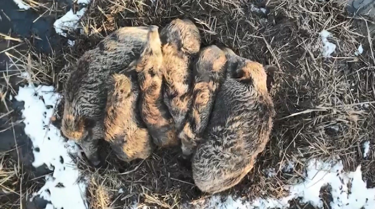 KARS'IN DONDURUCU SOĞUĞUNA VE YABAN HAYATININ SERT ŞARTLARINA RAĞMEN, BİR DOMUZ AİLESİNİN YUMAK...