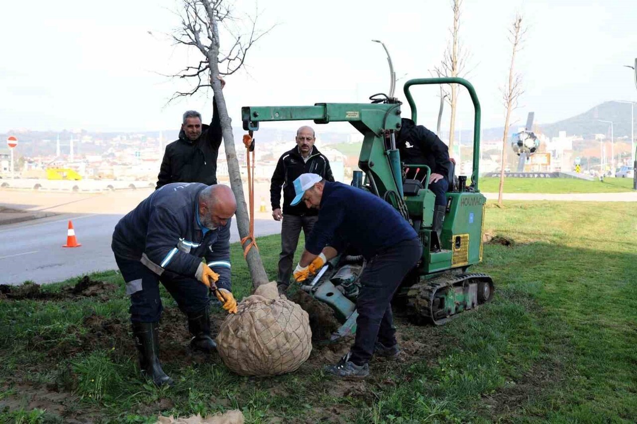 KARTEPE TRAMVAY HATTI’NDA ÇALIŞMALARI SÜRERKEN BÖLGEDEN DİKKATLİCE SÖKÜLEN AĞAÇLAR, BİR SONRAKİ...