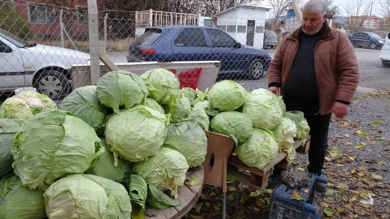 KAYISI BAHÇESİ DONDAN ETKİLENEN ÜRETİCİLERDEN KENAN ÖZEN, BAHÇESİNDE LAHANA YETİŞTİREREK ZARARINI...