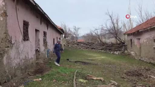 Kesmek için aldığı koyunlara antrenörlük yapıyor