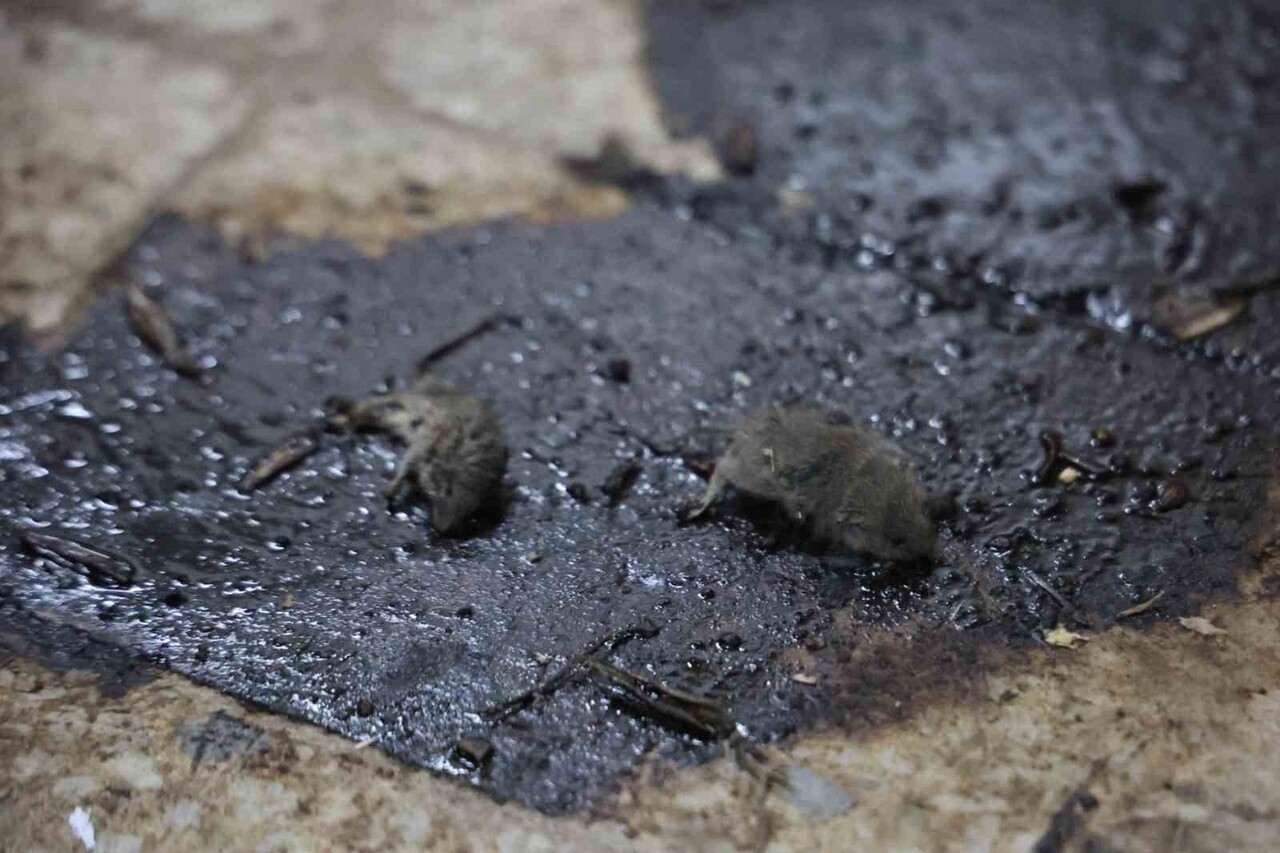 KİLİS'TE ZABITA EKİPLERİNİN BİR GIDA İŞLETMESİNE YÖNELİK RUTİN DENETİMLERİNDE ÜRETİM ALANINDA...