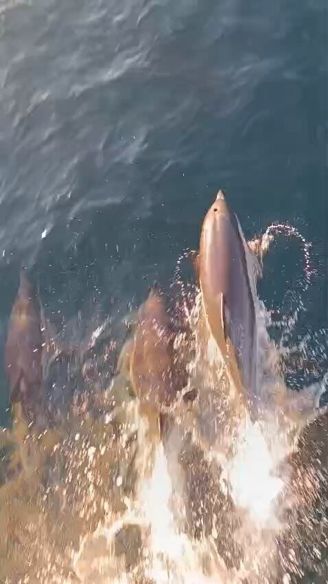 KIRKLARELİ'NİN KIYIKÖY BELDESİ AÇIKLARINDA BALIKÇI TEKNESİNE EŞLİK EDEN SÜRÜ HALİNDEKİ YUNUSLAR...