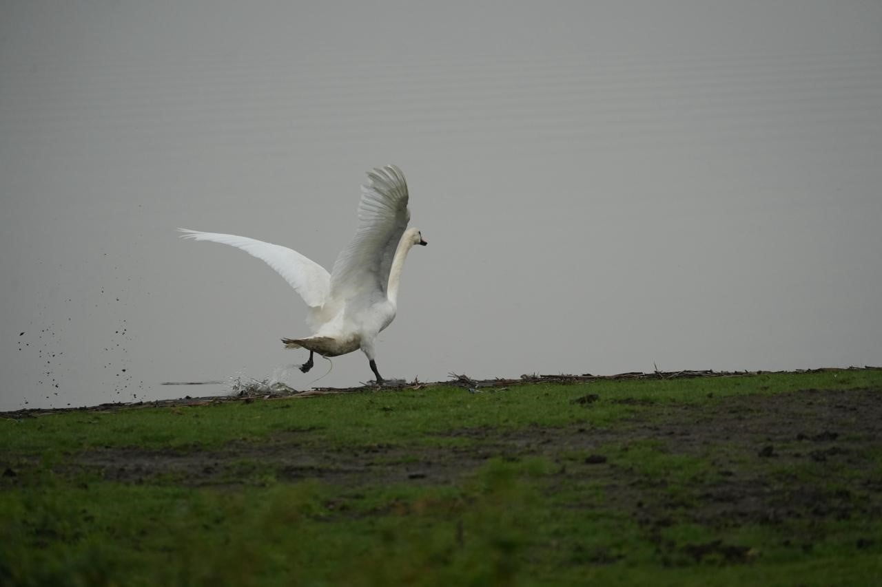 KIZILIRMAK DELTASI KUŞ CENNETİ’NDE KURULAN YABANİ HAYVANLAR İLK YARDIM ÜNİTESİ, YARALI VE HASTA...