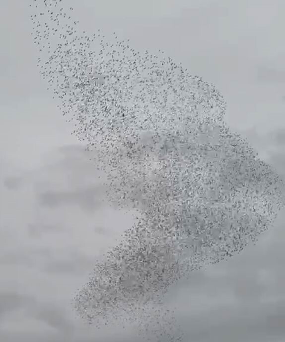 KONYA'NIN KARAPINAR İLÇESİNDE SABAHIN İLK IŞIKLARIYLA BİRLİKTE SIĞIRCIK KUŞU GÖRSEL ŞÖLEN...