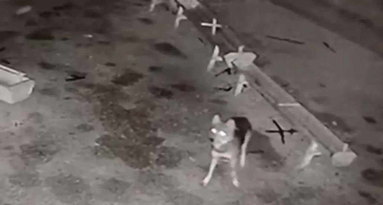 KONYA’NIN EREĞLİ İLÇESİNDE AĞILA GİREN KURT, 2 KOYUNU TELEF ETTİ. OLAYIN ARDINDAN BAŞIBOŞ SOKAK...