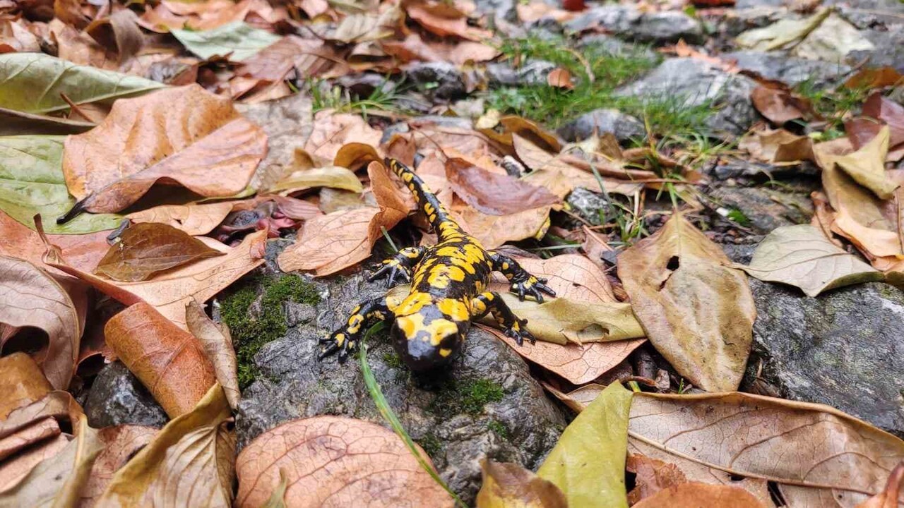 KORUMA ALTINDAKİ 'BENEKLİ SEMENDERLER' KEMALİYE’DE GÖRÜNTÜLENDİ