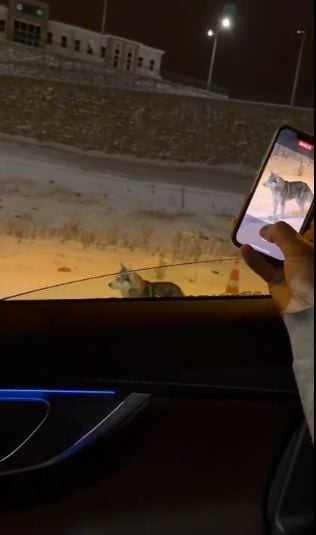 KURT ŞEHRE İNDİ, VATANDAŞLAR TEDİRGİN OLDU. (OLGUN YILDIZ/ARDAHAN-İHA)