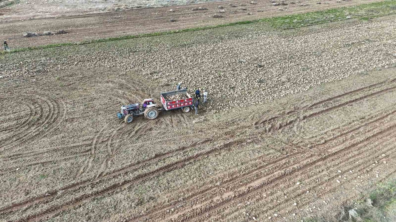 MALATYA'DA EYLÜL AYINDA BAŞLAYAN ŞEKER PANCARI HASADINDA SONA GELİNİRKEN, ELDE EDİLEN YÜKSEK VERİM...
