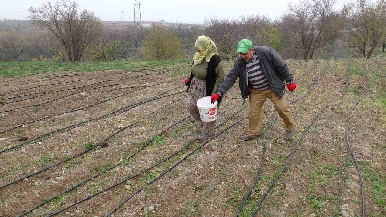 MALATYA’DA GRAMI 600 TL SATILAN SAFRAN ADETA YOK SATIYOR