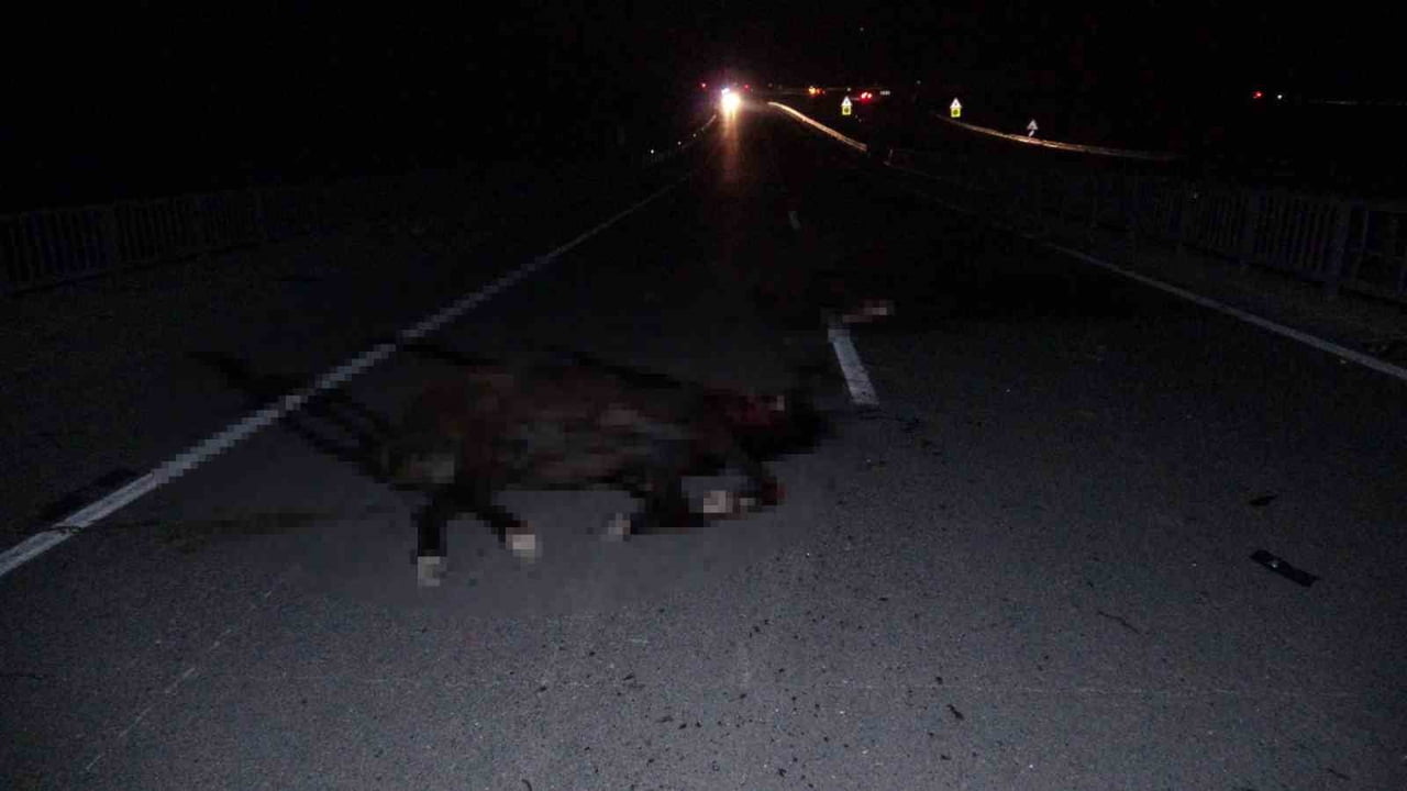 MALATYA’DA YARIŞ ATLARI AHIRLARDAN KAÇTI: 6 AT TELEF OLDU, 2 KİŞİ YARALANDI