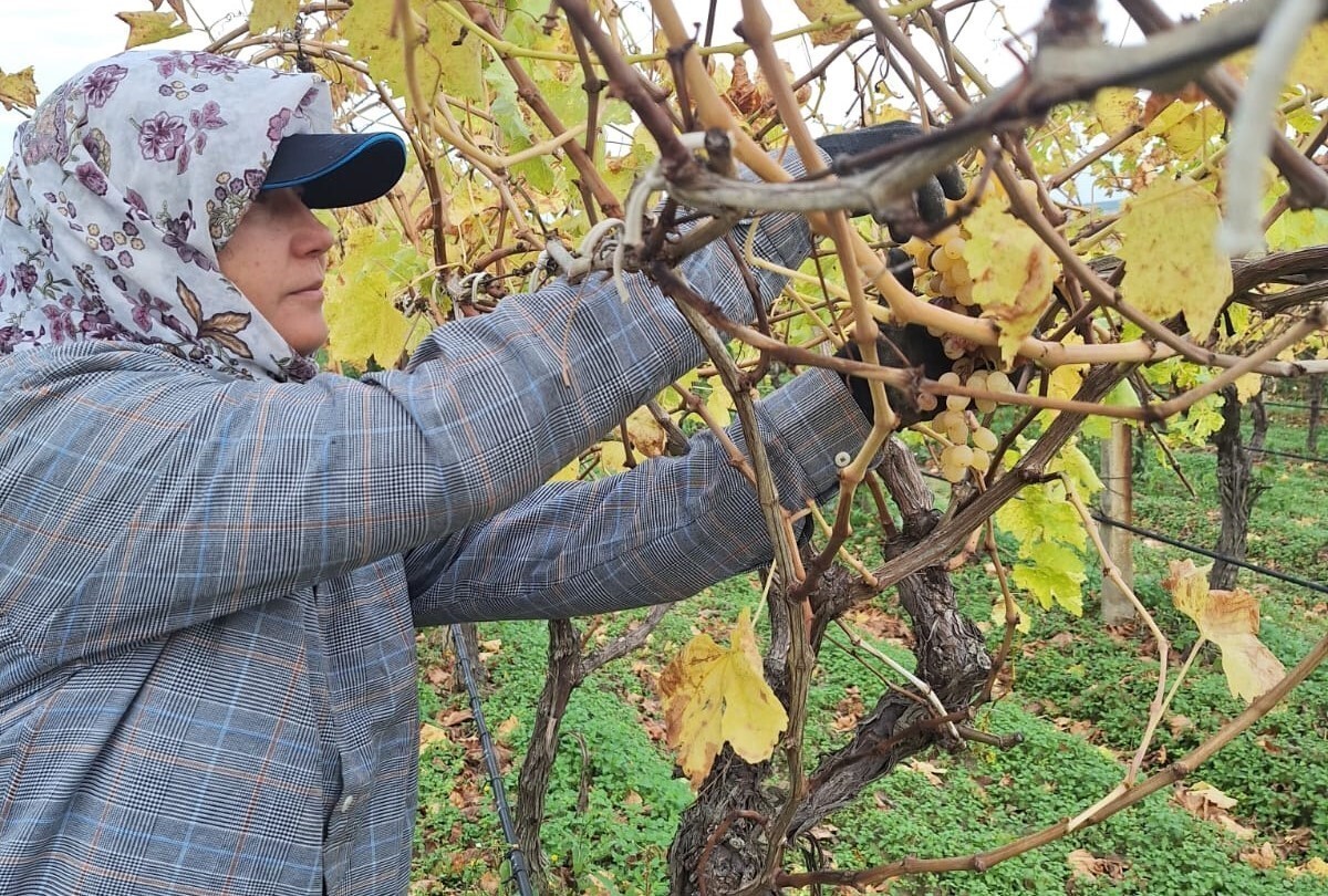 MANİSA'NIN SARIGÖL İLÇESİNDE ÜRETİCİLER, HASAT SONRASI DALDA KALAN ÜZÜMLERİ TOPLAYARAK PEKMEZDEN...