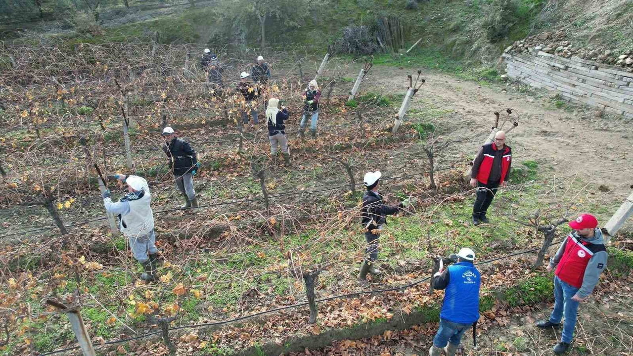MANİSA İL VE İLÇE TARIM VE ORMAN MÜDÜRLÜĞÜ TEKNİK EKİPLERİ, SARIGÖL’DE BAĞ BUDAMASI YAPAN...