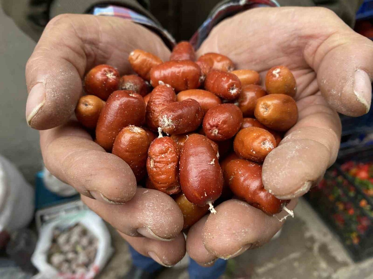 MANİSA’NIN ALAŞEHİR İLÇESİNDE SAĞLIK AÇISINDAN BÜYÜK FAYDALARIYLA BİLİNEN İĞDE AĞAÇLARININ SAYISI...