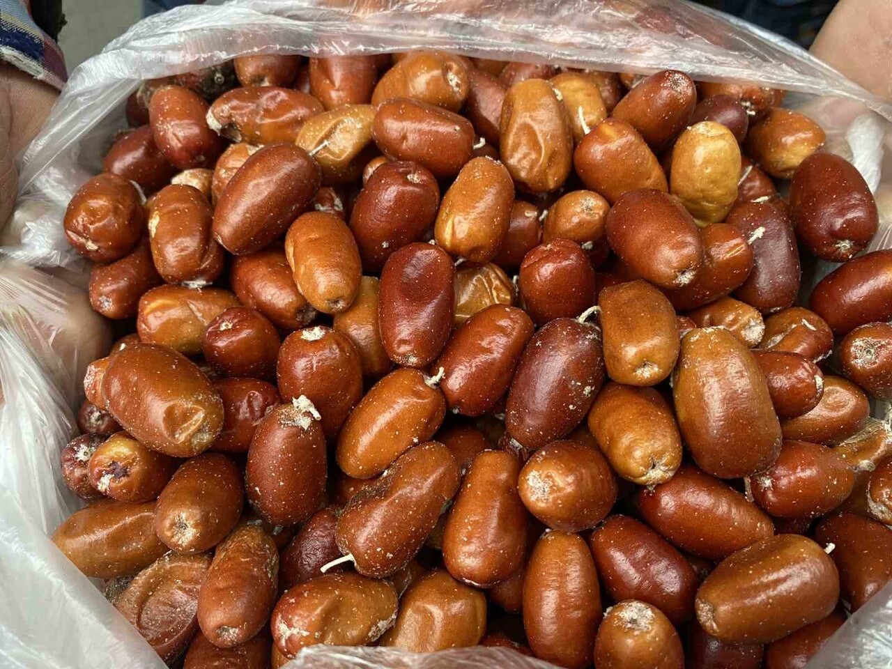 MANİSA’NIN ALAŞEHİR İLÇESİNDE SAĞLIK AÇISINDAN BÜYÜK FAYDALARIYLA BİLİNEN İĞDE AĞAÇLARININ SAYISI...