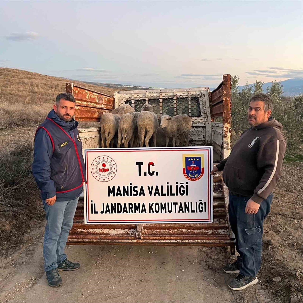 MANİSA’NIN SALİHLİ İLÇESİNDE BİR ÇİFTÇİYE AİT ÇALINAN 8 KOYUN, JANDARMA EKİPLERİNİN ÇALIŞMASI...