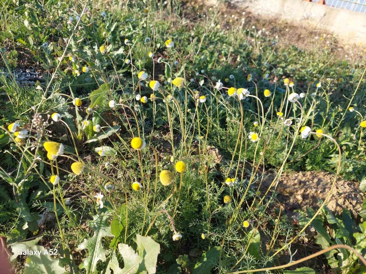 MANİSA’NIN SARIGÖL İLÇESİNDE, HAVA SICAKLIKLARININ MEVSİM NORMALLERİNİN ÜZERİNDE SEYRETMESİ...